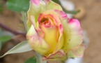 Carnet Rose... Carnet Rose...